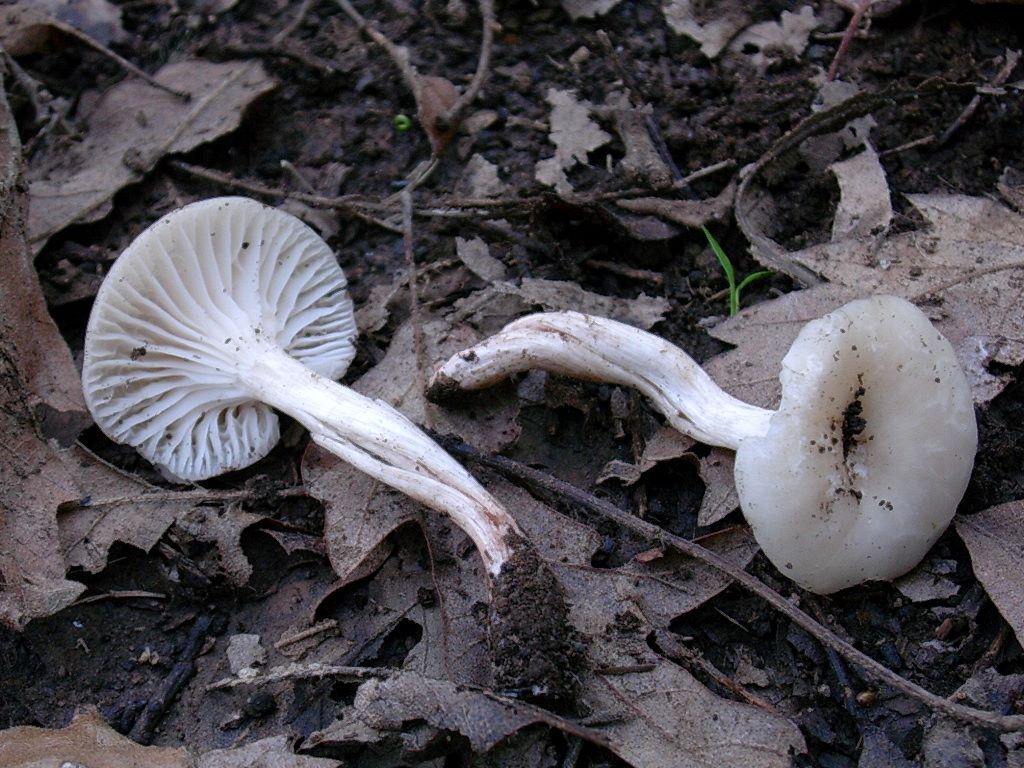 1807 Novembre vecchio ritrovamento